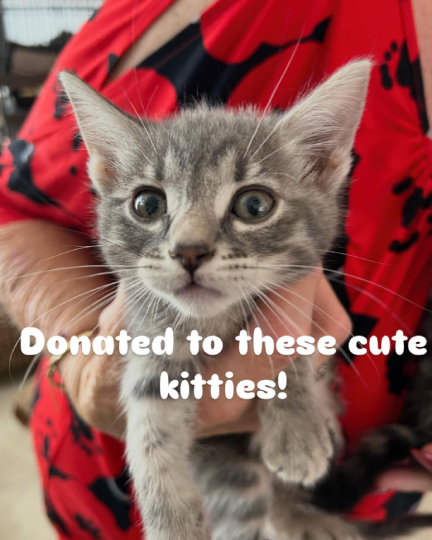 One of the kittens we donated to.